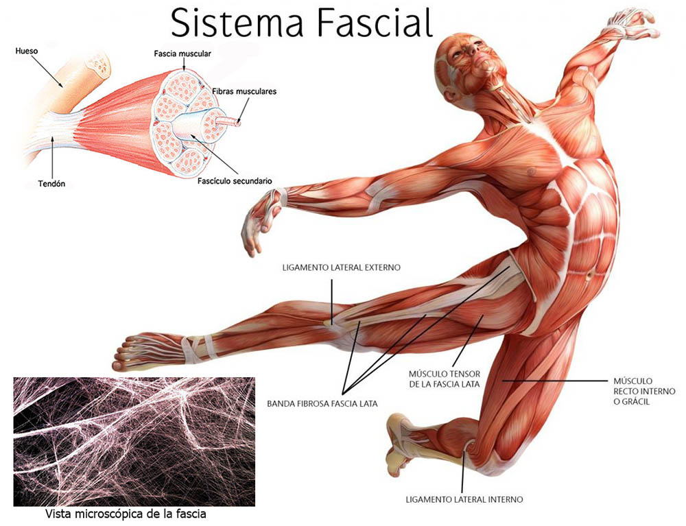 Sistema fascial